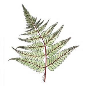 299x299 30 Best Ferns Images On Ferns, Draw And Drawing Rocks