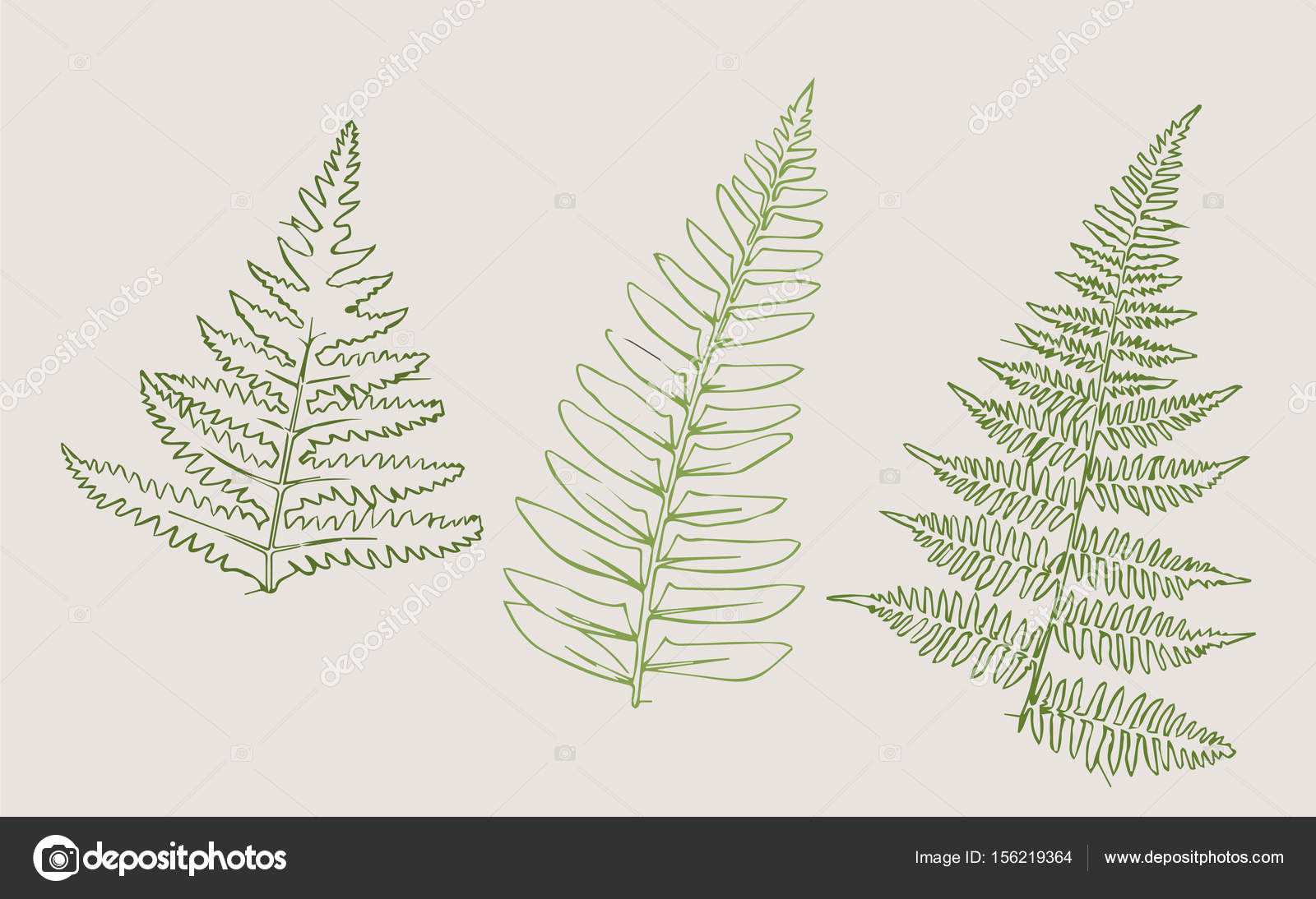 1600x1094 Drawing Of Botany Leaves Of Fern Stock Vector Unasetkina