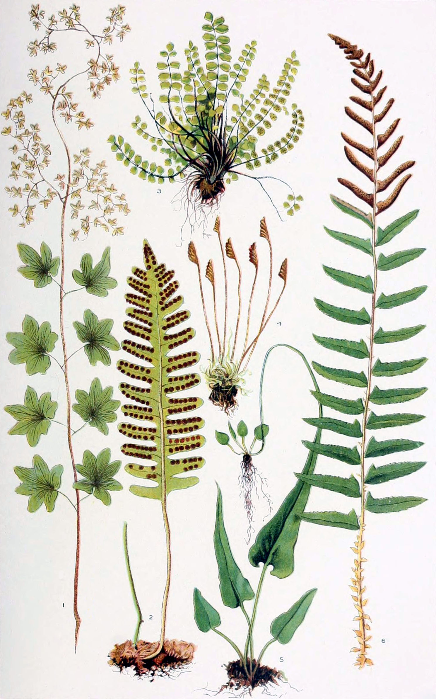 1489x2385 Filenie 1905 Fern.jpg