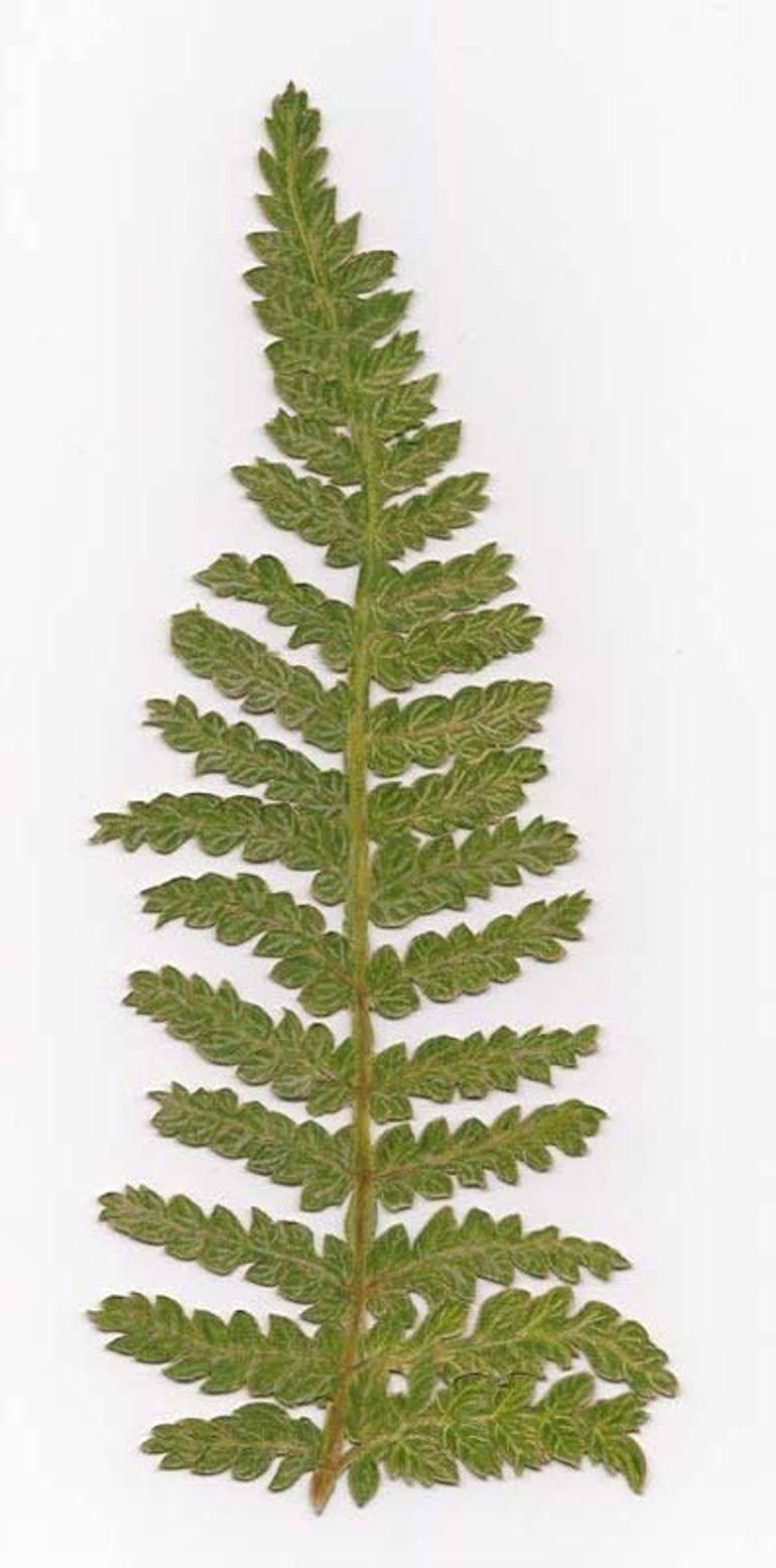 Fern Drawing At GetDrawings | Free Download