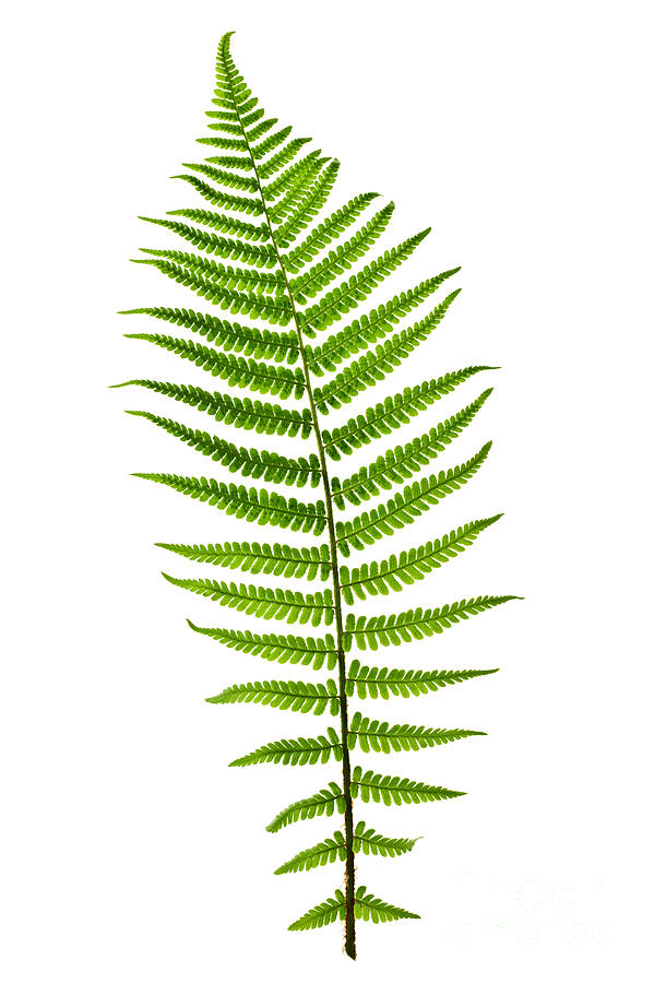 599x900 Fern Leaf Photograph By Elena Elisseeva