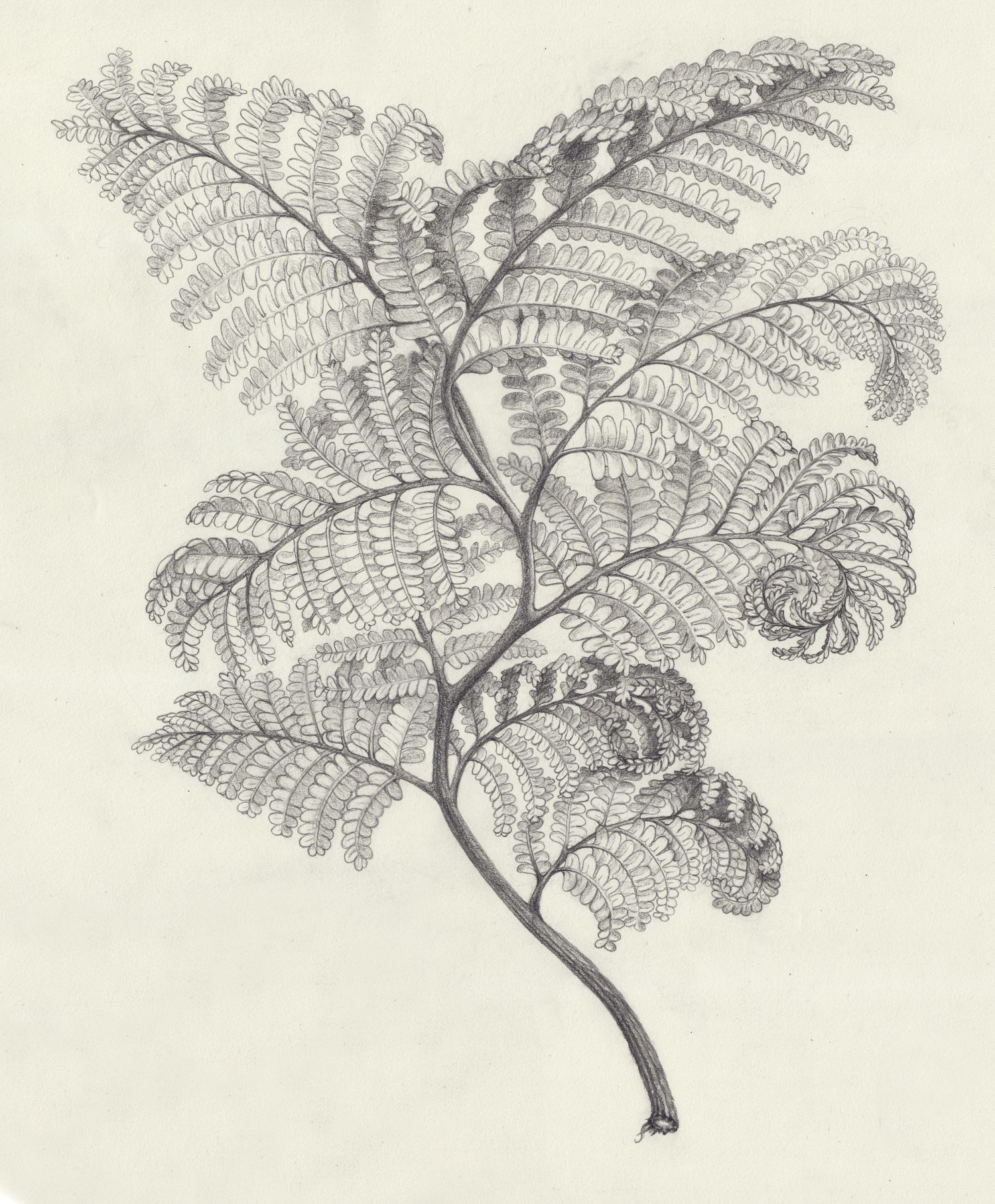 1500x1815 Fern Fern Illustration Fern, Tattoo And Drawings