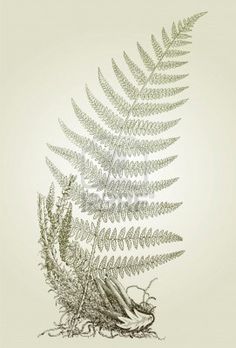 236x348 Pin By Maureen Medrzycki On Tattoos Locken, Wraps