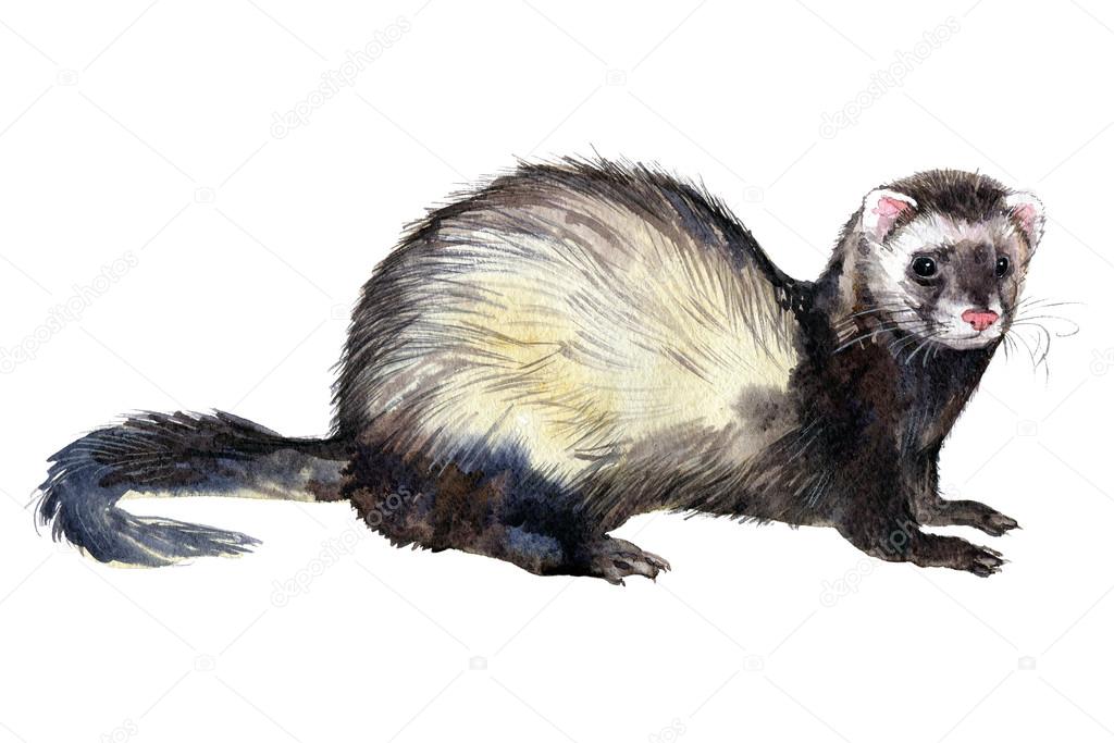 1024x683 Ferrets Watercolor Drawing Stock Photo Jula Lily