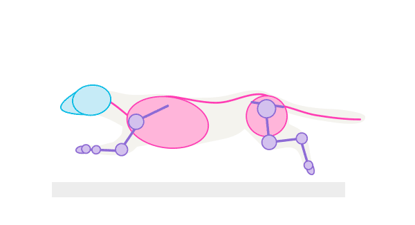 600x325 How To Draw Animals Weasels, Stoats, Minks, Polecats And Ferrets