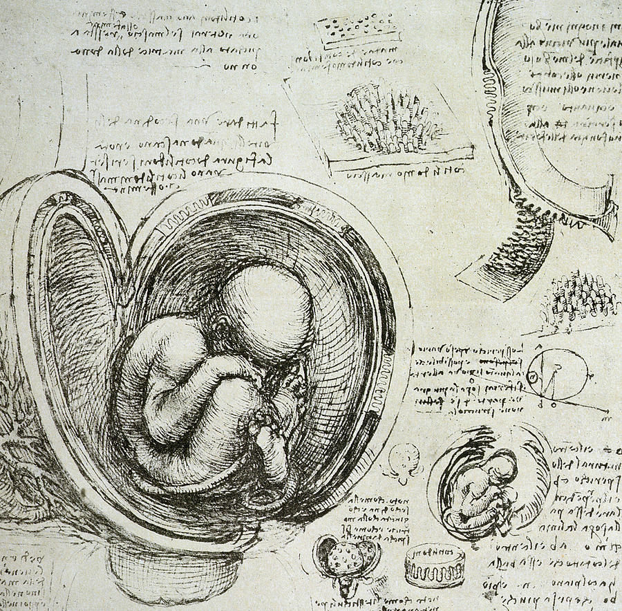 900x884 The Human Fetus In The Womb Drawing By Leonardo Da Vinci