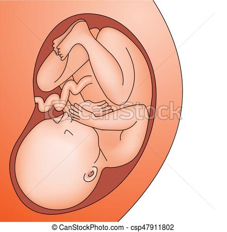 450x459 Illustration Fetus In Belly Full Grown Baby In Womb Of Vector