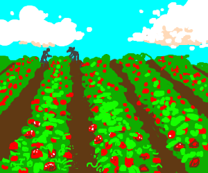 300x250 Strawberry Fields