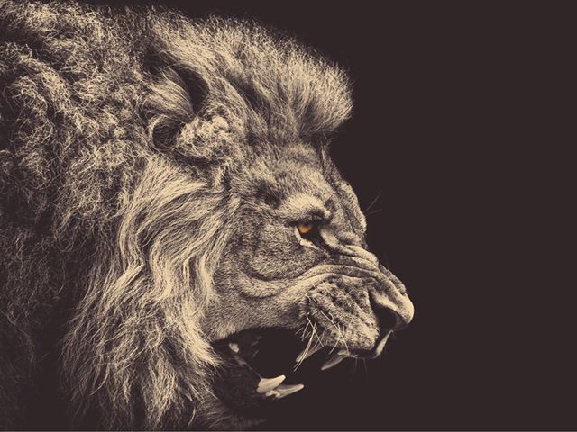 Fierce Lion Drawing at GetDrawings | Free download