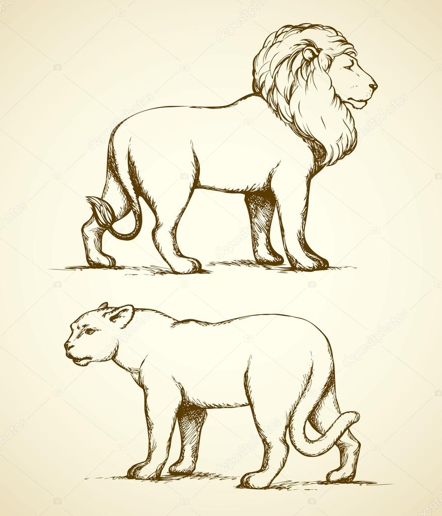 876x1023 Lion And Lioness. Vector Drawing Stock Vector Marinka