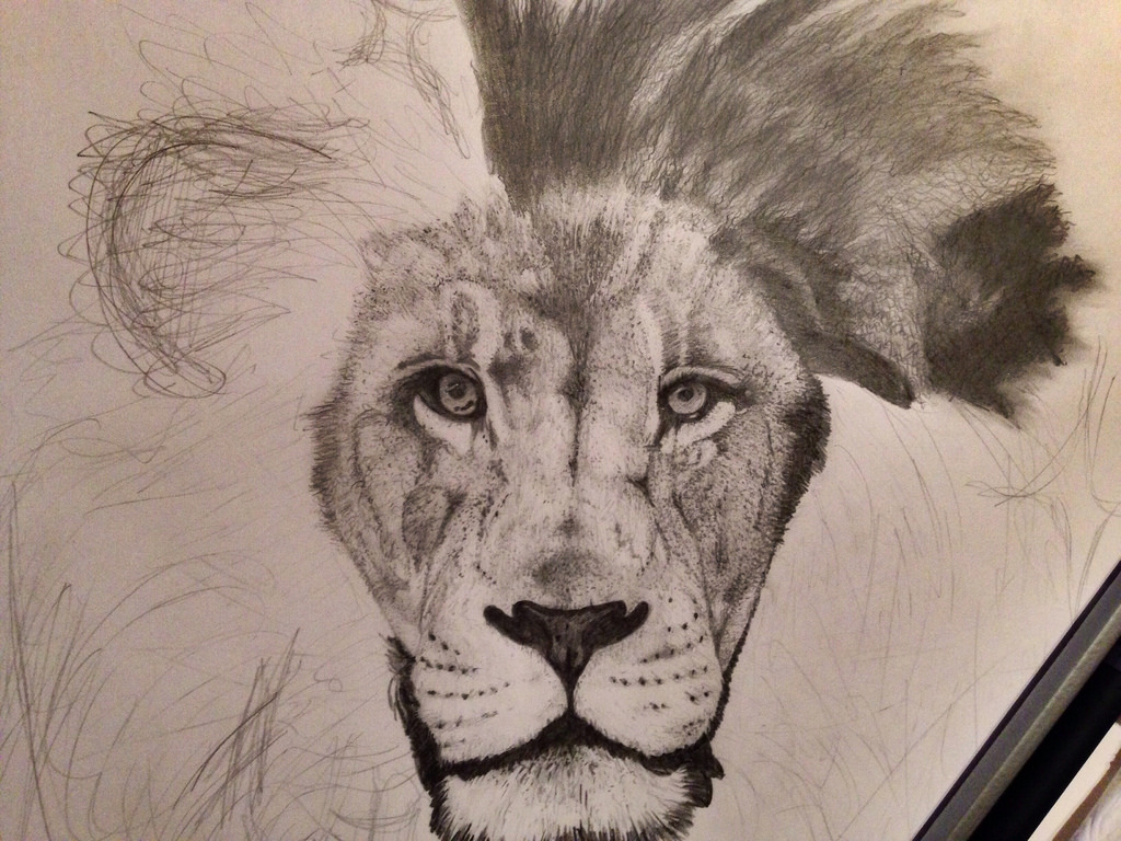 1024x768 Lion Drawing