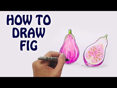 480x360 Learn How To Draw Fig In Easy Steps Draw Fruits Basic Drawing