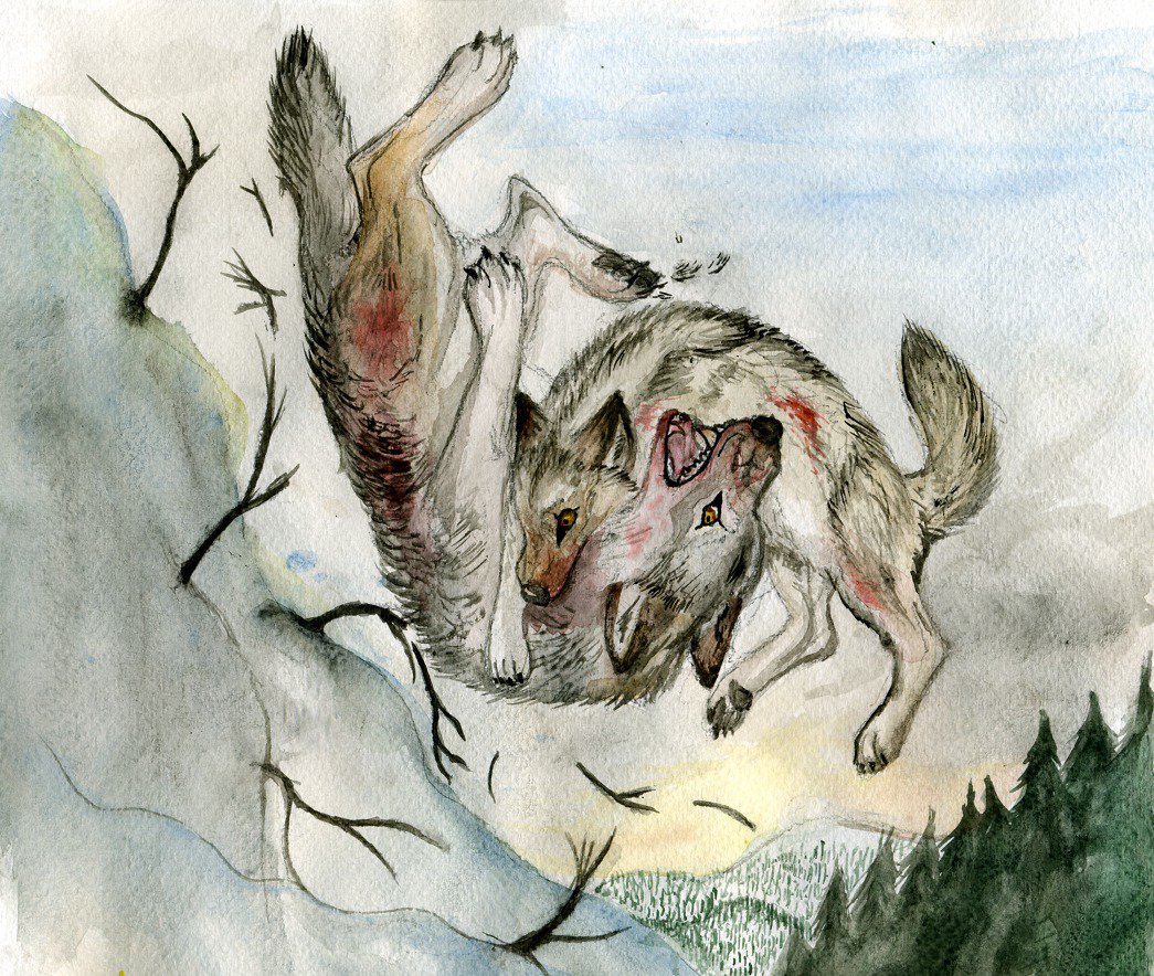 1045x884 Wolf Fight By Amuttaja