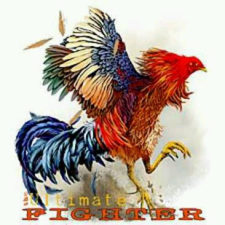 720x720 Fighting Rooster Drawings With Spurs