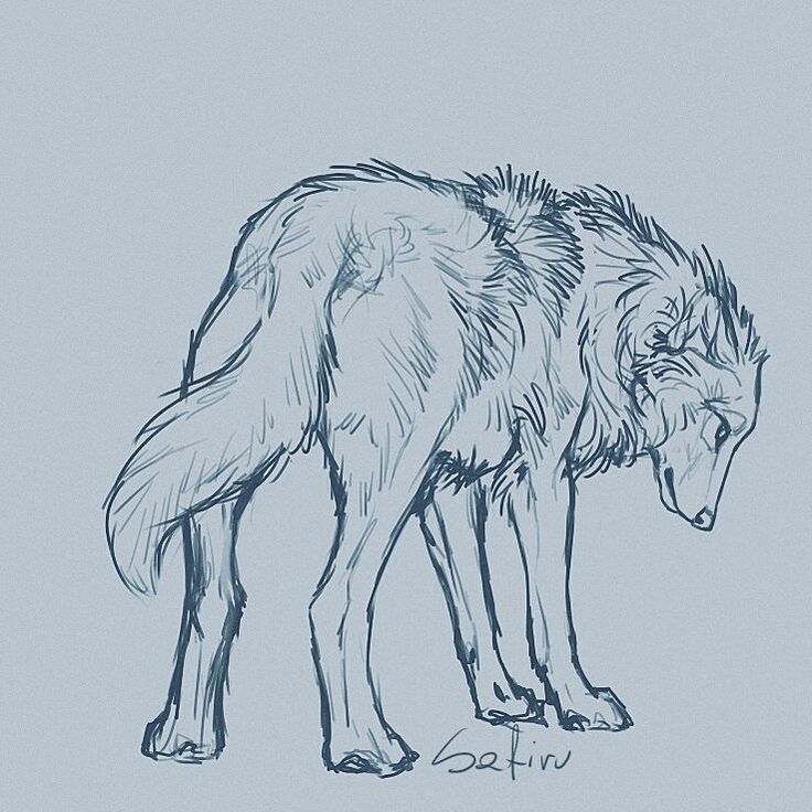 736x736 Image Result For Wolf Fighting Base Wolf Drawing