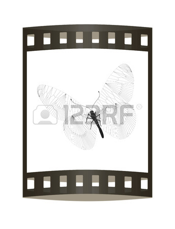 344x450 Line Butterfly Concept. 3d Illustration. The Film Strip. Stock