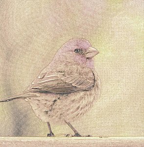 294x300 Finch Drawings