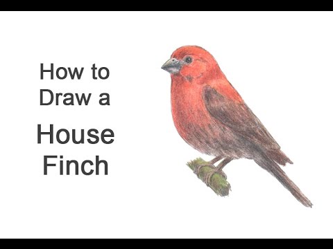 480x360 How To Draw A House Finch