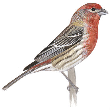 386x386 Purple Finch Audubon Field Guide
