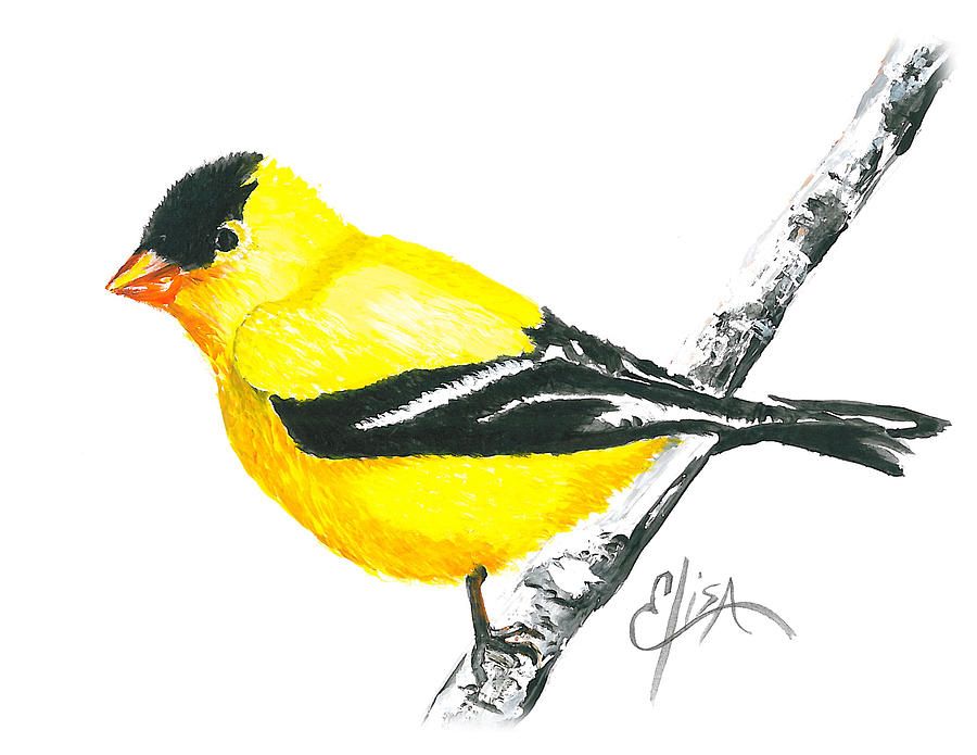900x695 American finch drawing American Goldfinch Painting