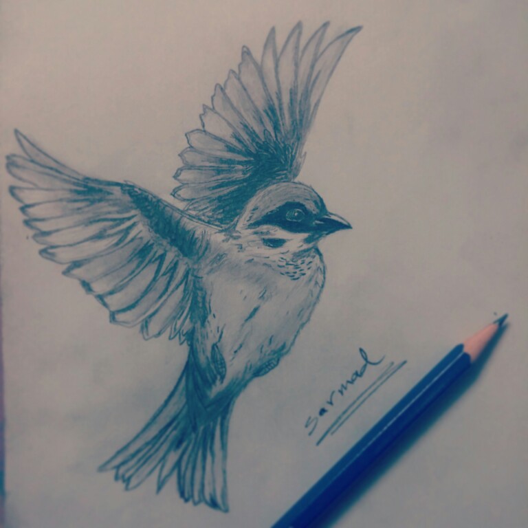 768x768 Finch, Drawing By Pencil