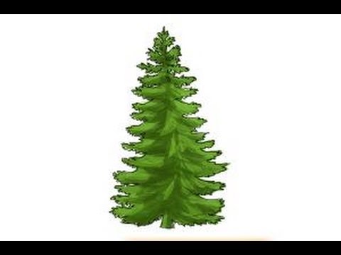 480x360 How To Draw A Pine Tree