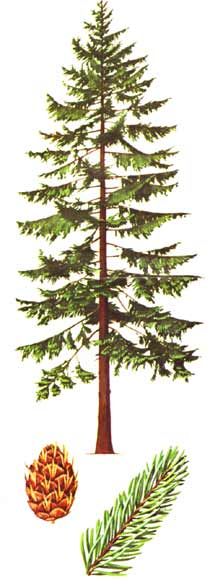 210x584 Douglas Fir Tree Drawing