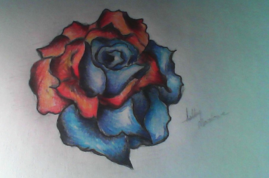 907x601 Fire And Ice Rose By Escreality Ash