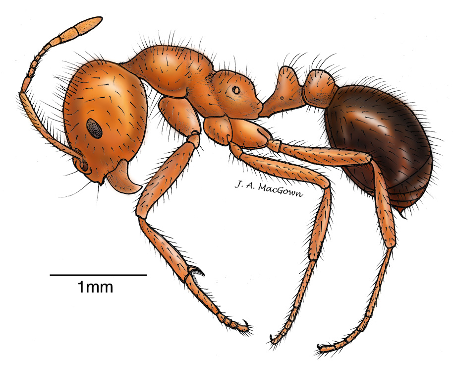 914x736 Solenopsis Invicta Buren