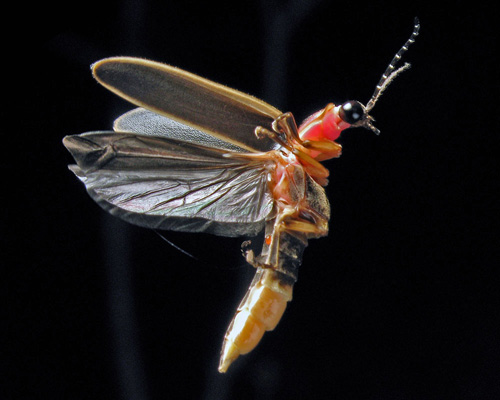 500x400 Pictures Of Firefly (Lightning Bug)