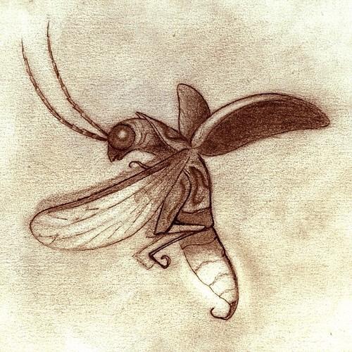 500x500 Firefly Drawing