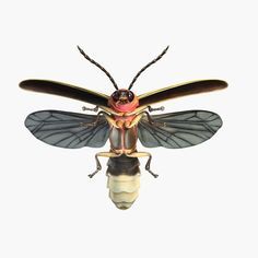 236x236 Firefly Insect Scientific Illustration