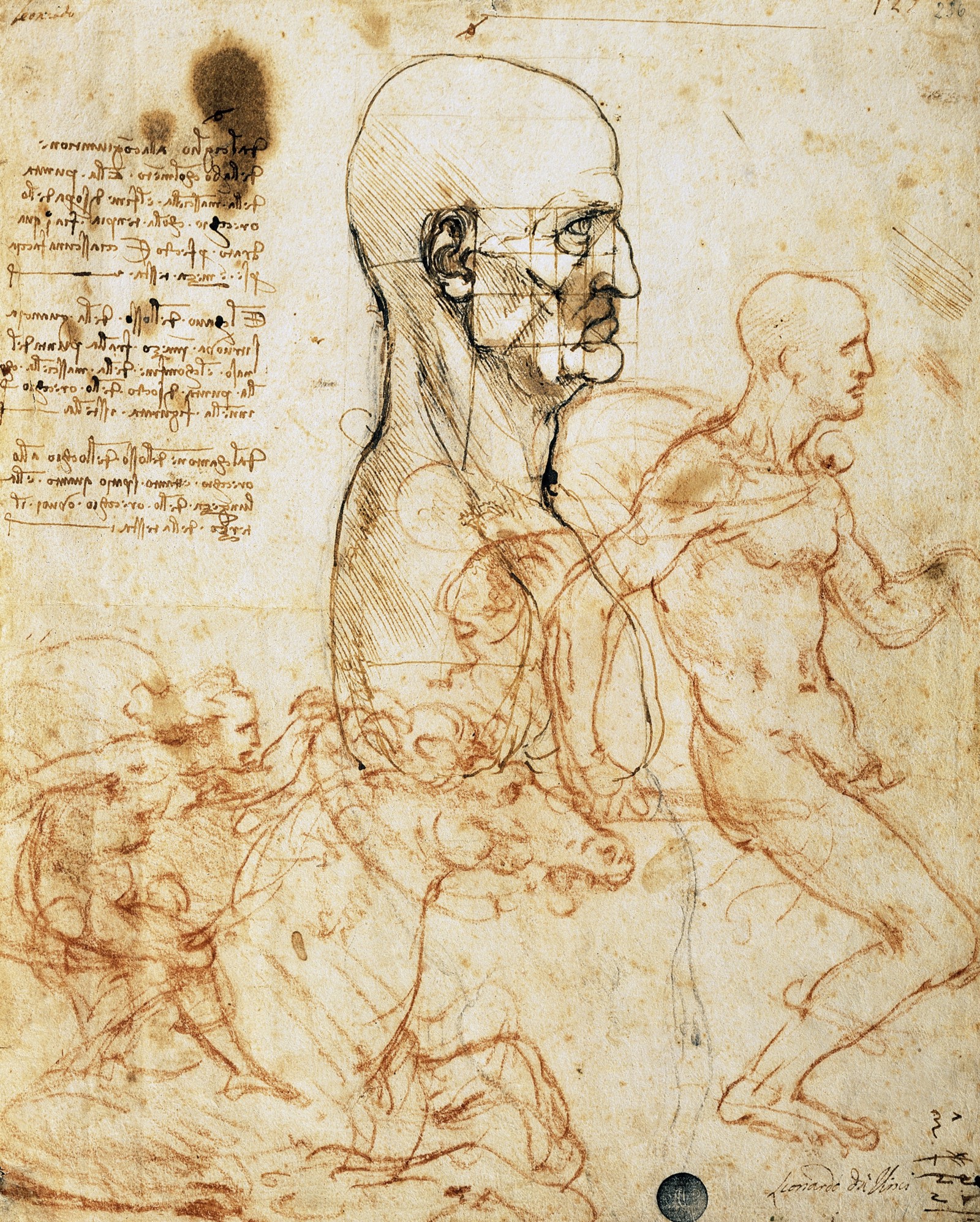 1600x1996 The Nature Of The Human Body Leonardo Da Vinci Medium