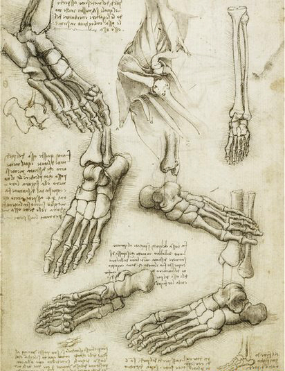 412x535 Da Vinci Anatomical Study