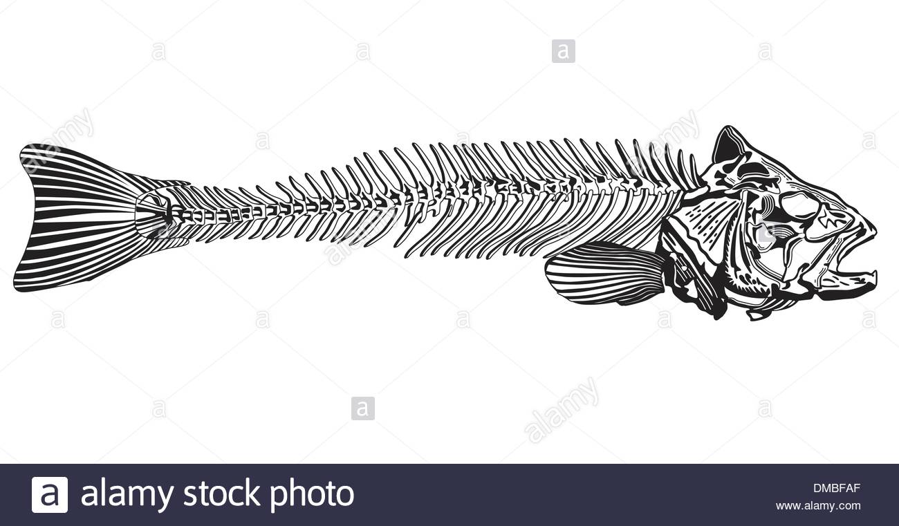 1300x761 Fish Bone Stock Vector Art Amp Illustration, Vector Image 64177751