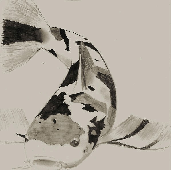 598x592 Koi Fish Pencil Drawing By Coolbeans92