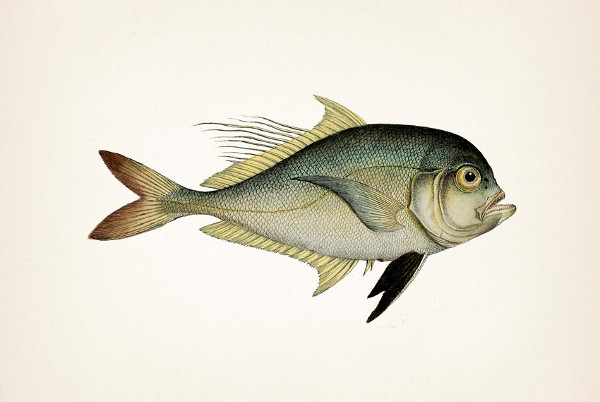 600x402 Fish Drawings Free Amp Premium Templates