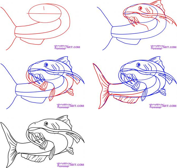 600x568 How To Draw Fish, Draw Fish