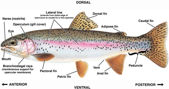 576x305 Rainbow Trout Drawing Template External Anatomy Of The Rainbow