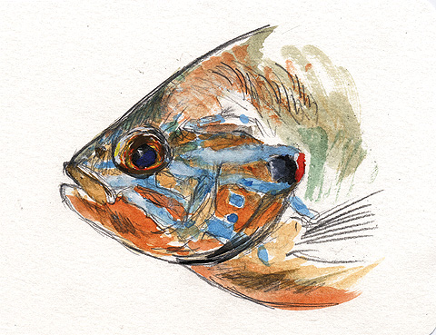 480x369 The Fiberglass Manifesto Drawing Flies 365fish, Flies Amp Water