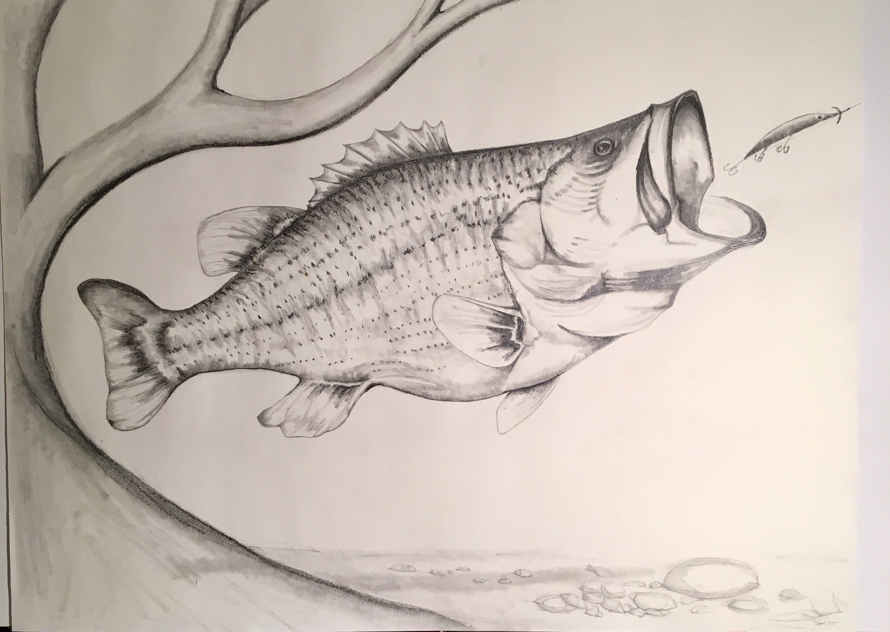 3021x2144 Largemouth Bass Spots A Potential Meal. Pencil Sketch. Drawing