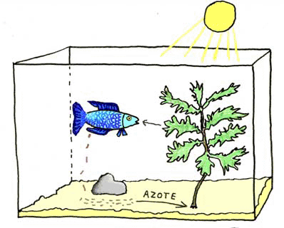 398x320 Freshwater Aquarium Advice,set Up,equipment,start,maintenance