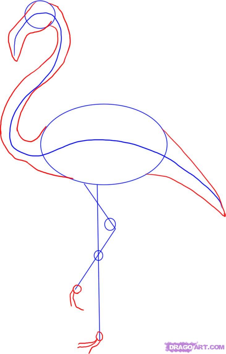 731x1141 How To Draw A Greater Flamingo Step 2 Doodles