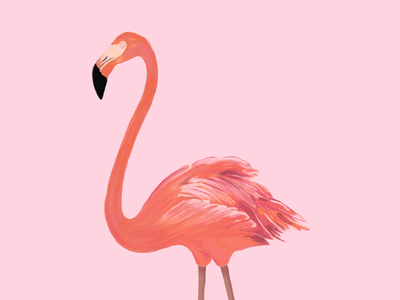 400x300 Flamingo By Andrew