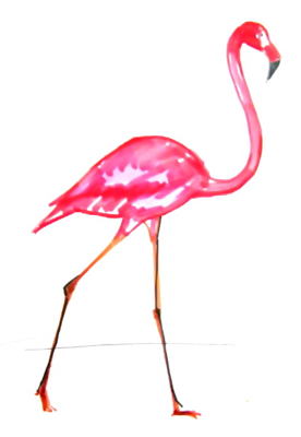 276x400 How To Draw A Flamingo