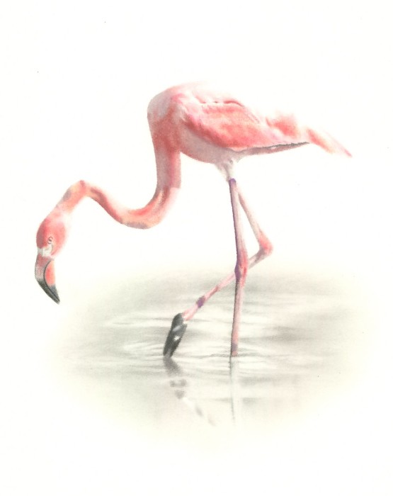 555x700 Pink Flamingo By Golfiscool