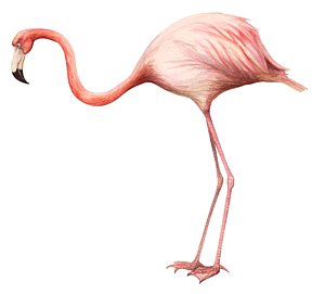 300x271 Pink Flamingos Drawings Fine Art America