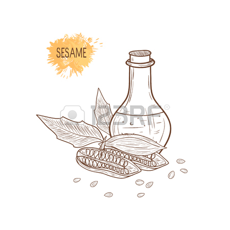 450x450 Sesame Plant And Seeds In Flask Sketch Design Royalty Free