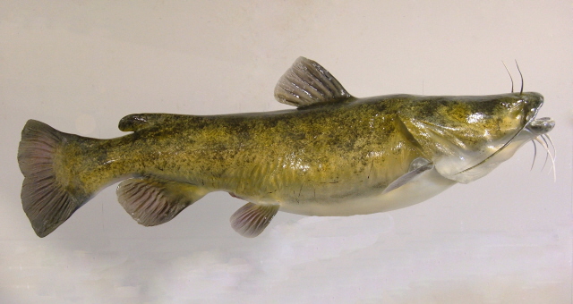 640x340 Flathead Catfish Anglers Artistry, The Art Of Taxidermy