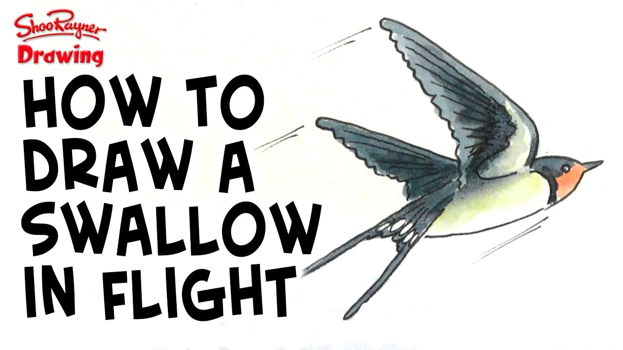 1280x720 How To Draw A Swallow In Flight